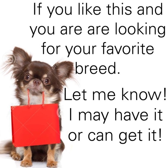 French Bulldog AirPod Pro Soft Silicon Case NWT - Picture 10 of 10